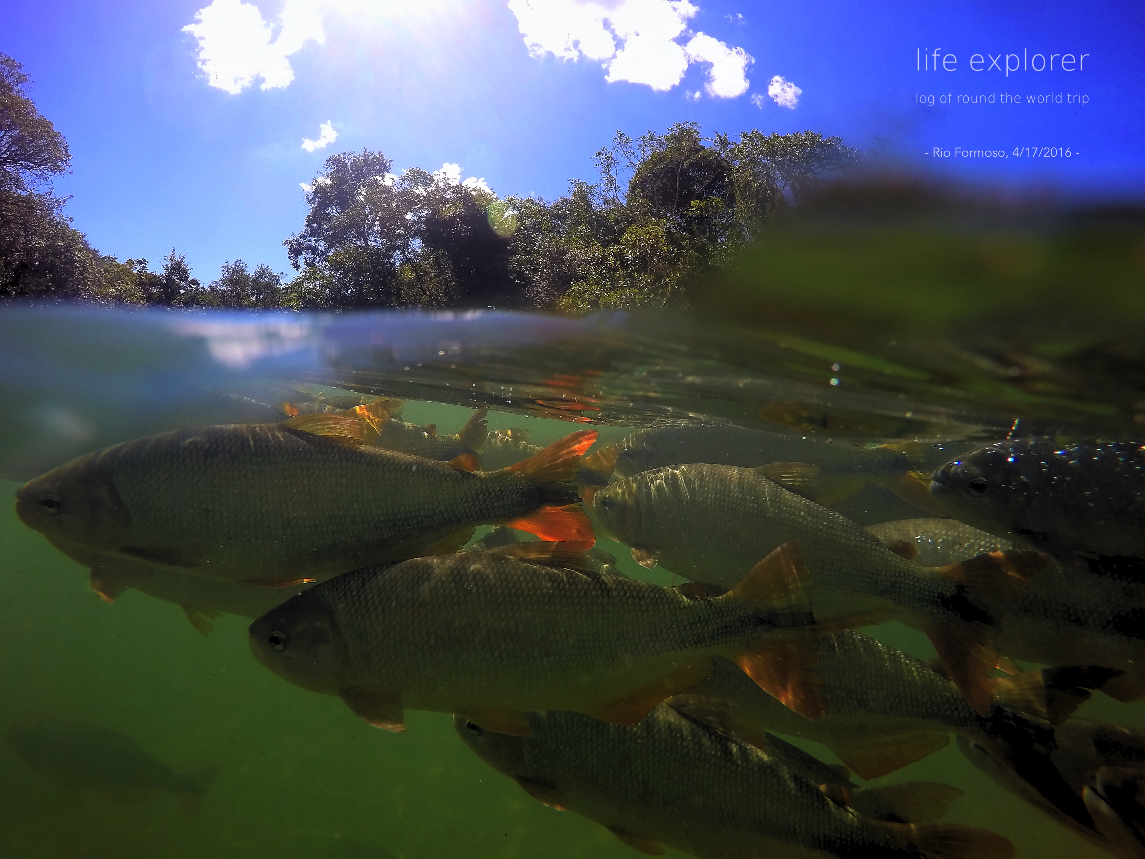 #46 世界で最も魚の近くで泳げる川 「プラタ川」- The World’s Most fish-filled river “Rio da Prata”