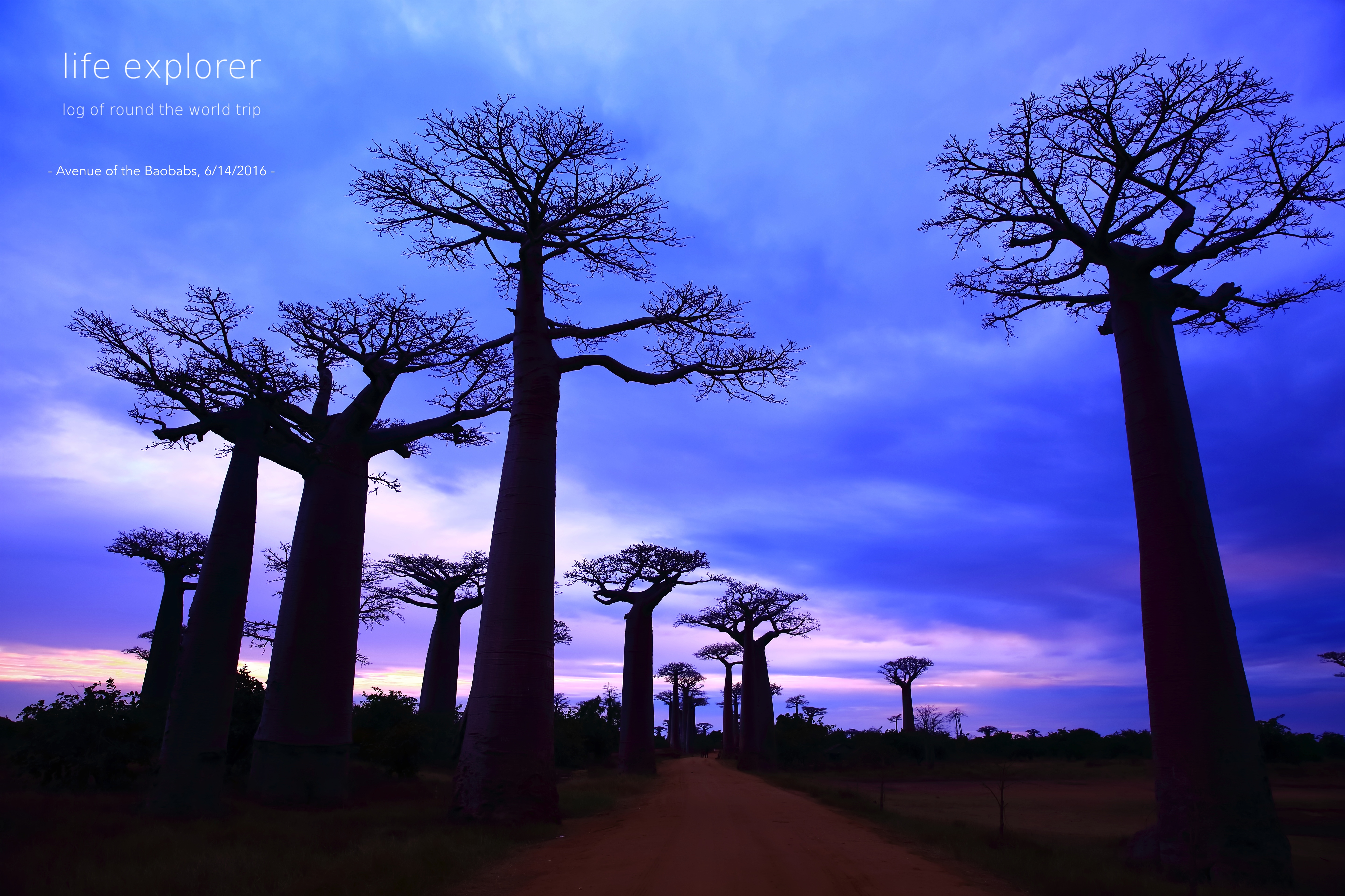 #53 世界で最も夕焼けに映える並木道 「バオバブ街道」- The World’s Most Picturesque Avenue of Trees “Avenue of the Baobabs”